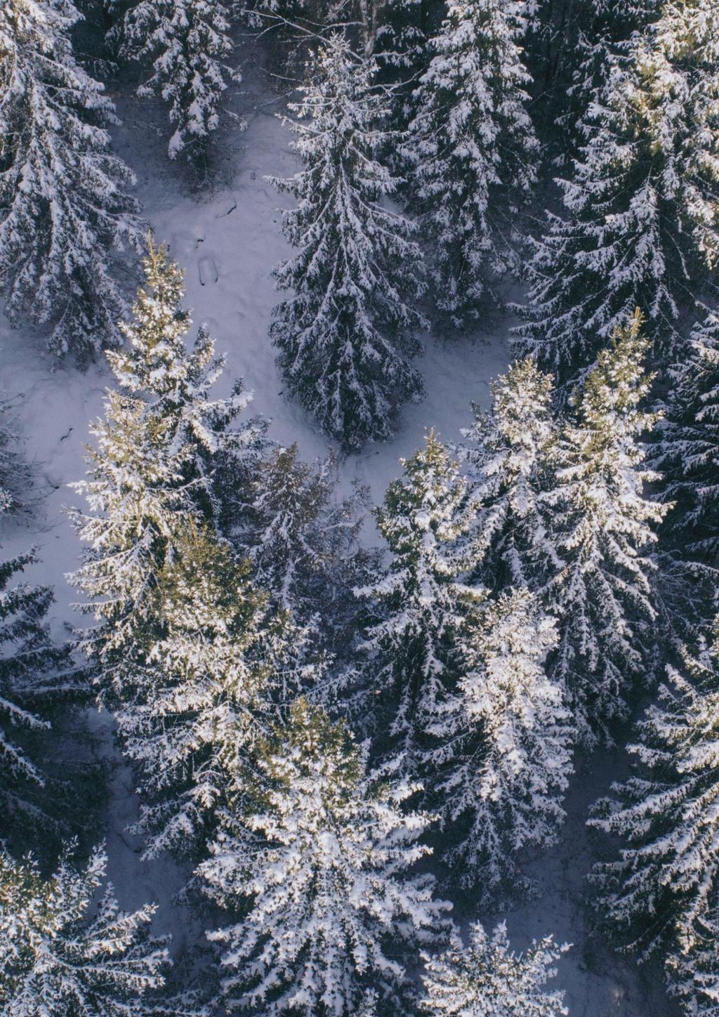 Vinteren kan være utfordrende for skogen.