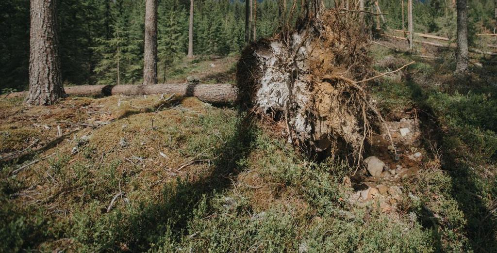 Klimaendringer gir økte skogskader Europas skoger har de siste 20 årene vært rammet av omfattende skader etter barkbiller, stormer, tung snø og branner.