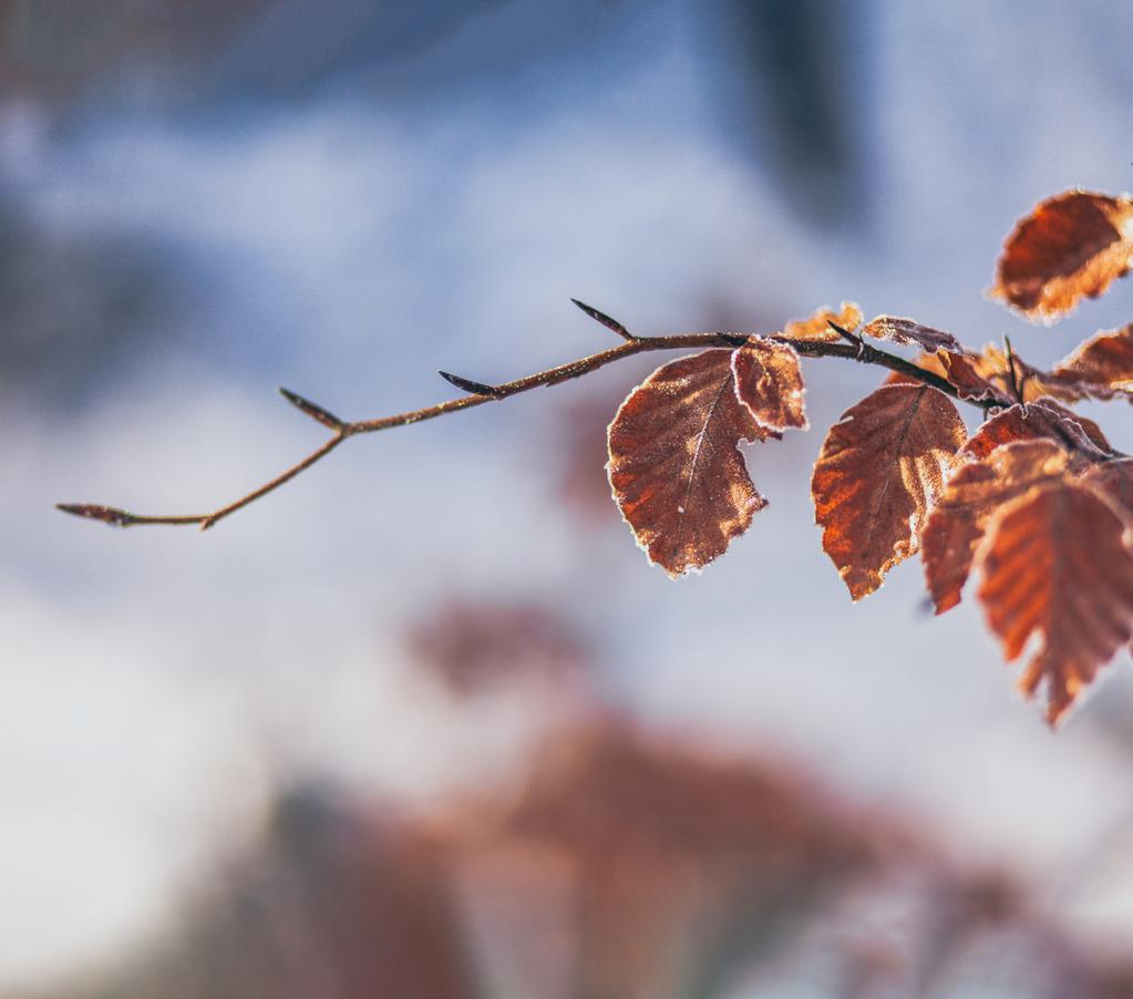 Innbying Vil du gje meg handa ved månens skin, lauv du er Under open himmel.