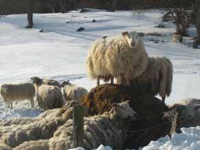 På toppen av matfatet Kari Hetland Snømengder i uvanlige mengder over lang tid gjorde det vanskelig for alle dyr å finne mat i vinter. For sauene blei siloballen på marken daglig kjærkommen kost.