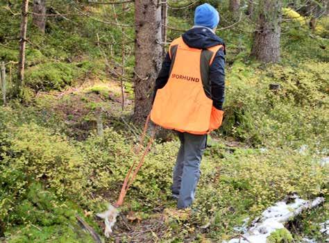 De har deltatt på sportrening av radiomerket bjørn i Tàckåsen, Sverige, i regi Statens Naturoppsyn og utdriving av rovvilt fra hegn i Hedmark før