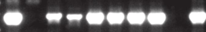 (B) Schematic representation of M148R and M149R proteins. Gray boxes: ANK repeat; hatched: PRANC (Pox protein Repeats of Ankyrin C-terminal) domain. + - T 0 T 2 T 4 T 8 T 12 T 16 n.