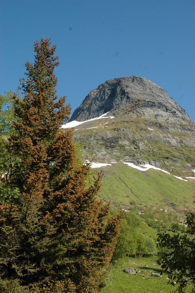 NÆRINGS OG MILJØTILSKUDD I SKOGBRUKET (NMSK) Beskrivelse av skogbruket i Lurøy kommune Lurøy kommune er en typisk skogsreisingskommune.