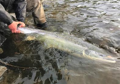 Om fisker avliver en laks, skal han slute fisket til kl. 24. Gjenutsatt fisk regnes ikke i kvoten. Det finnes ukeskvot på 2 lakser per person.