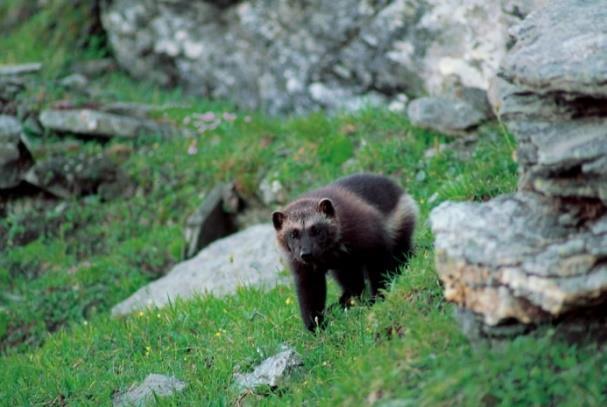 Figur 8. Rødlistede arter som er registrert, markert i kartet. www.kilden.nibio.no Planområdet består hovedsakelig av skogsmark i form av bærlyngfuruskog på fluviale avsetninger.