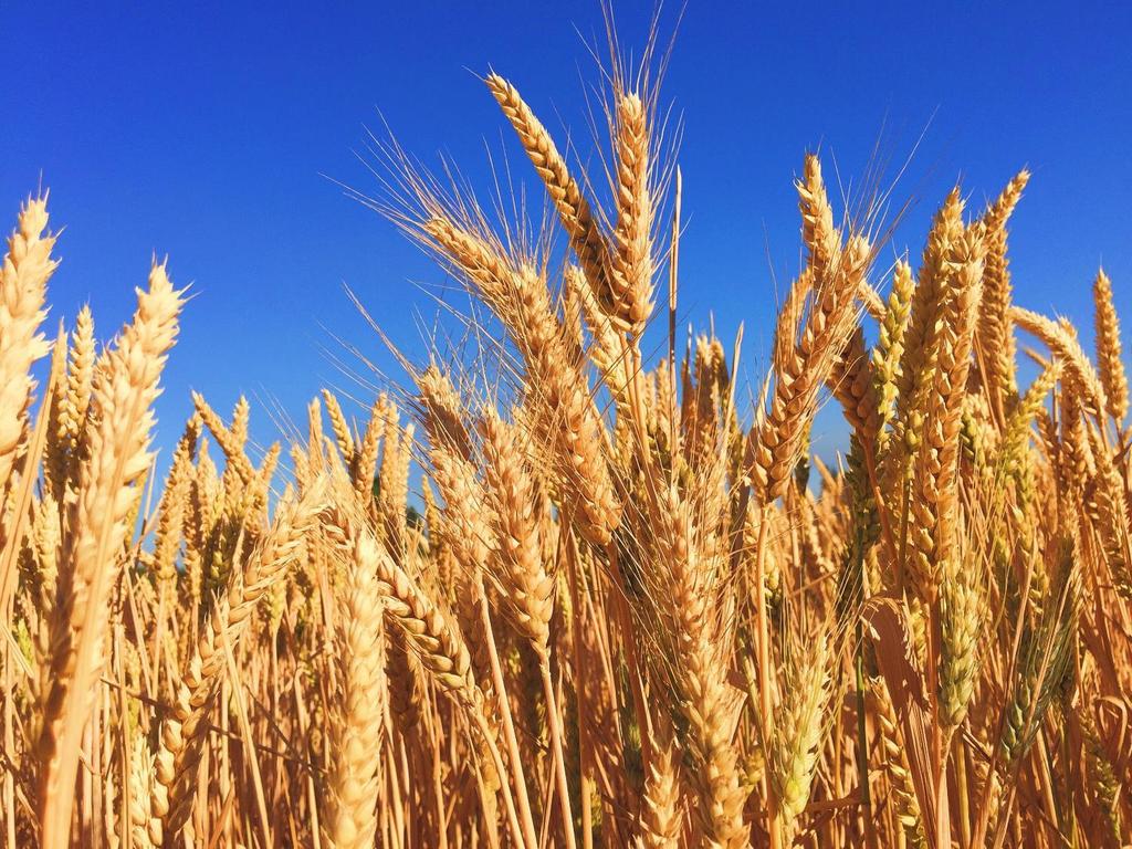 5. Fem viktige tiltak for mer klimarobust kornproduksjon Basert på kornbøndenes erfaringer og kunnskapen til fagpersoner i prosjektgruppen presenterer vi fem viktige tiltak for en mer klimarobust
