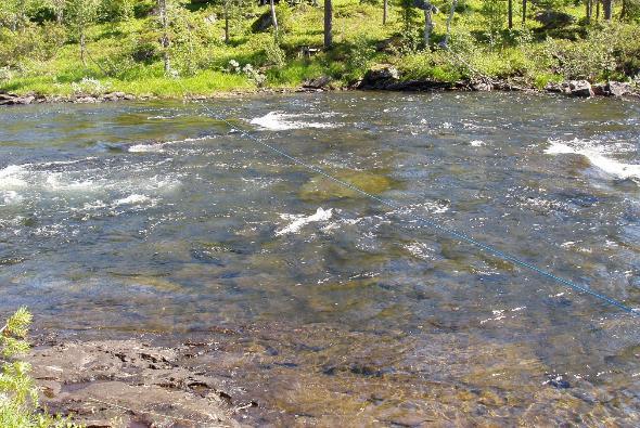 5.7 Andre tiltak 5.7.1 Bevaring av urørte sidevassdrag Det er kjente forekomster av småblank i 14 sidevassdrag til Namsen med en samlet utstrekning på om lag 50 km (Thorstad mfl. 2011).