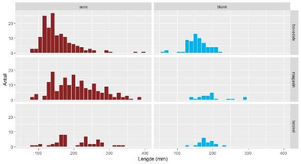 3.1.3 Garnfiske Hos småblank fanget under garnfiske (figur 20) er det forskjeller i lengdefordeling avhengig av om de er fanget i hovedelva (ved Bjørnstad) eller i terskelbassenger (Bjørhusdal og