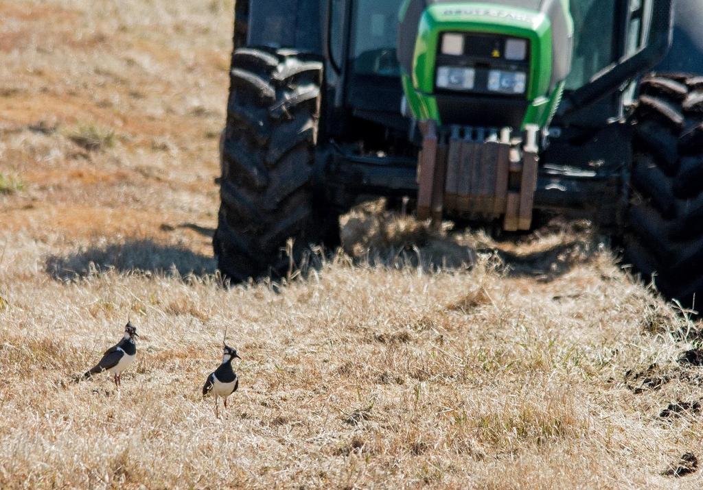 Mogelege årsaker til tilbakegangen (Europa) Intensivering i landbruket og degradering av hekkehabitater har fått mykje av skylda: Overgang frå høyproduksjon til siloslått tett grasvekst (Finland,