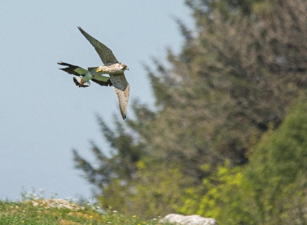 Predasjon Europeiske studier har vist: - Tyskland: Nattaktive pattedyr (raudrev) viktigaste predatorar på vipeungar - Nederland: Gråhegre, musvåk,