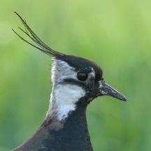 Hekkehabitat Opprinneleg: naturleg gras-steppe med kort, nedbeita vegetasjon i Sør-Russland og Sentral-Asia. Også næringsrike strandenger med kortvakse siv og starr.