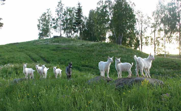 Brandbu og Tingelstad Almenning Tlf. 61 33 64 90, e-post: post@b-t-a.no Nettadresse: www.b-t-a.no Gran Almenning Tlf. 61 31 30 50, e-post: firmapost@gran-almenning.no Nettadresse: www.gran-almenning.no Lunner Almenning Tlf.