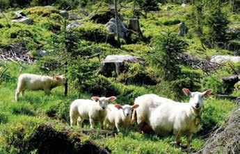 Du kan søke om erstatning via et elektronisk søknadsskjema direkte til Landbruksdirektoratet, på www.naturskadeordningen.no Søknadsfristen er innen tre måneder etter at skaden har skjedd.