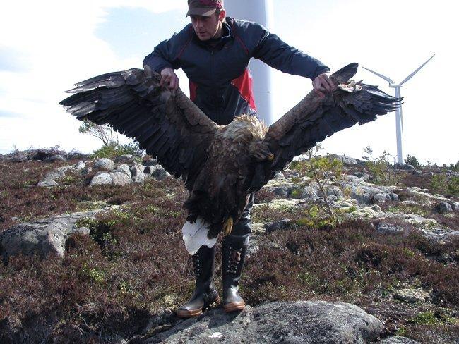 Fugl og flaggermus Fuglebestanden blir påvirka av vindkraft på to måter. Bygging av vindkraftanlegg ødelegger leveog hekkeområder for fugl.