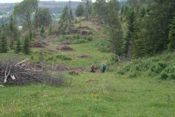 25 kattefot, rødsvingel og fjellrapp. Her er det opplagt et stort potensial for beitemarkssopp og lokaliteten bør undersøkes under egnete forhold i september/oktober.