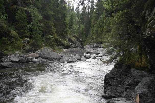 35 Figur 17. Bilder er fra den øvre delen av Bennas bekkekløft. Granskogen her er gammel med mange kontinuitetselementer, uten at det er så mye å se av dette akkurat her. (Foto; Karl Johan Grimstad ).