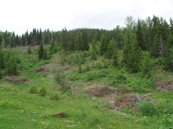 40 Figur 19. Bildet er fra den øverste delen av den avgrensa beiteskogen. Tilførselsrøret kommer nedover lia ca midt på bildet. Grensa øverst går mot skogen i bakgrunnen.