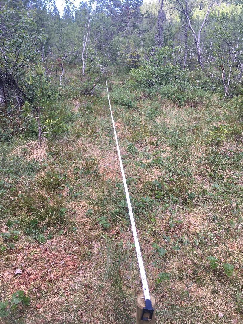 Figur 6. Etablert 30 meters transektlinje på tvers av myra, ved bruk av trepåler og målebånd. Registrering av arter for hver 0,5 meter. Skjeggerudsetra, 26.06.2018.