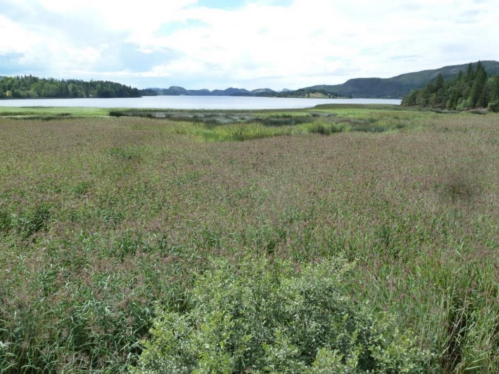 fluviatile), da spesielt i Vassbukta som vist i figur 9 og figur 10 (Husby, 2015). Figur 9. Oversikt over gjengroing over tid i Vassbukta i Hammervatnet.