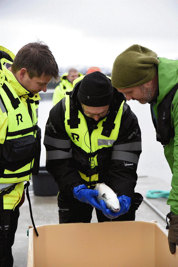 Taps- og dødfisk kategorisering Tap, erstatte «svinn» Tapskategorier Død, Avlivet, Rømt, Utkast, Annet Avlivet Nødslakt, nøduttak biprodukt