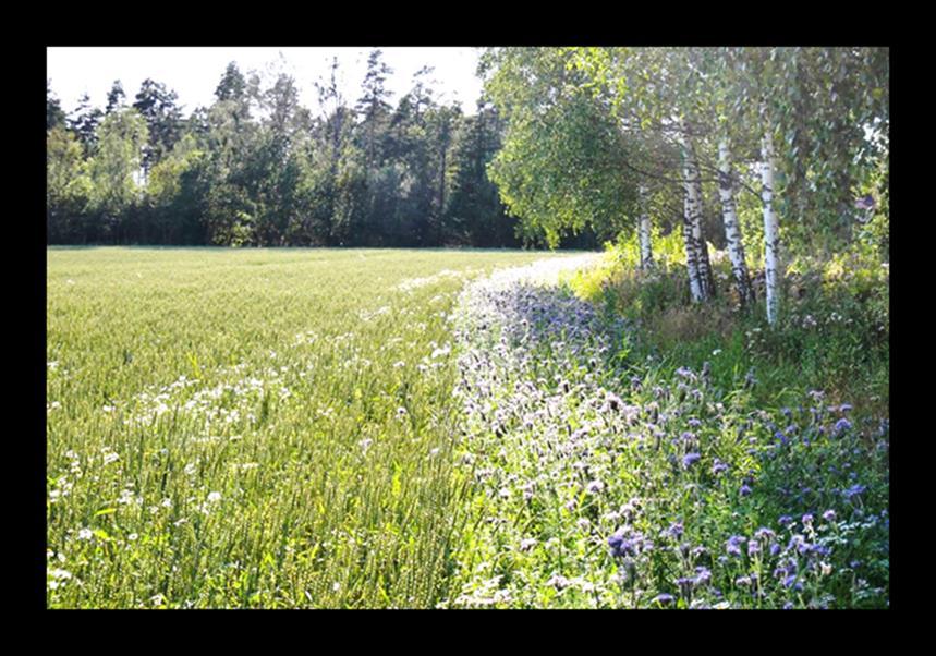 Soner for pollinerende insekter 14 Det kan gis tilskudd for å så og skjøtte soner med pollinatorvennlige frøblandinger på jordbruksareal.