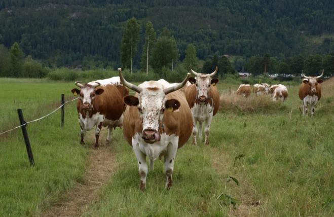 Beiting av verdifulle jordbrukslandskap i innmark, 6 Det kan gis tilskudd for beiting av verdifulle jordbruksarealer.