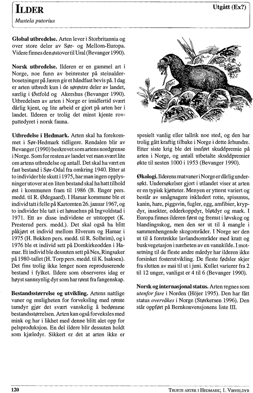 ILDER Mustela putorius Utgått (Ex?) Global utbredelse. Arten lever i Storbritannia og over store deler av SØr- og Mellom-Europa. Videre finnes den østover til Ural (Bevanger 1990). Norsk utbredelse.