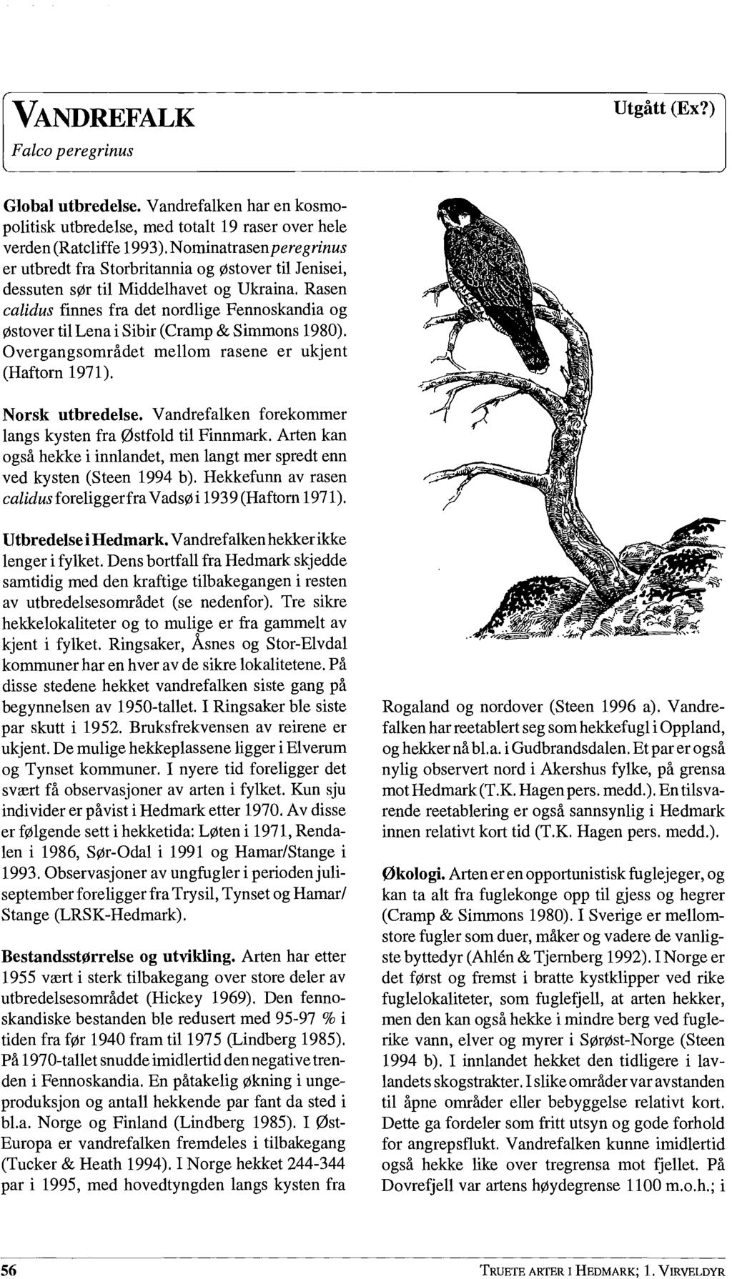 VANDREFALK Falco peregrinus Utgått (Ex?) Global utbredelse. Vandrefalken har en kosmopolitisk utbredelse, med totalt 19 raser over hele verden (Ratcliffe 1993).