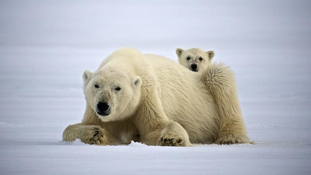 grønnsaker på Svalbard, til redningshunder, lokale prosjekter og bevaring av isbjørn.