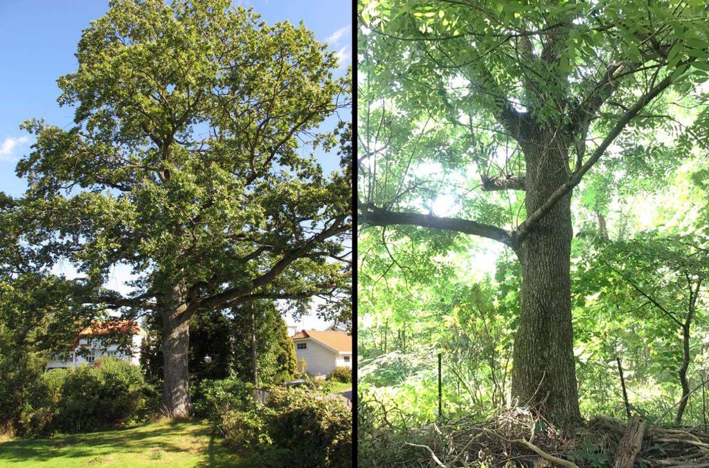 4.3.2 Influensområdet Naboeiendommene ble ikke befart, men det ble vurdert fra avstand hvorvidt eventuelle biologiske verdier kunne bli påvirket av planlagte tiltak.