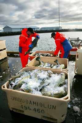 Hvis det anvendes isvann (en blanding av is og sjø) til nedkjøling, kreves det 16 kg is og 15 liter sjøvann for at oppnå samme resultat.