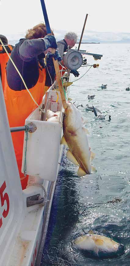 Torsken er den økonomisk, sosialt, regionalt og kulturelt viktigste av de bunnlevende fiskebestanden i de nordiske land. Den lever fra grunt vann ned til 5-600 meters dybde.