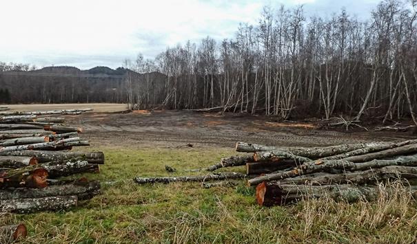 Dessverre foregår det hogst og oppdyrking i kanten av flommarkskogen, noe som er svært uheldig (bilde). Denne er også registrert som viktig naturtype (se kart under), men har ikke noe vern.