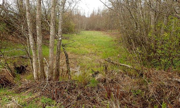 Rest av gammel evje Hofstadøra.. Sett fra åkeren mot naturreservatet Måsøra-Hofstadøra i bakgrunnen.