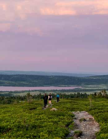 SKILØYPER OG SKIANLEGG Pihl AS dekker sammen med de andre grunneierne i Ringsakerfjellet en betydelig del av kostnaden med løypepreparering i fjellet.