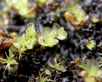 Fjell Miljøforhold og påvirkninger for rødlistearter Fjellgittermose (Clinclidium arcticum) (VU) er truet av både klimaog arealendringer. Foto: Kristian Hassel. så tidlig som for 5000 år siden.