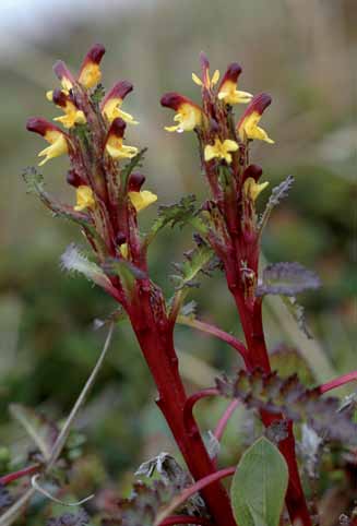 Fjell Miljøforhold og påvirkninger for rødlistearter Brannmyrklegg (Pedicularis flammea) (NT) er en nordlig, lyselskende art som kan være truet både av klimaendringer og gjengroing.