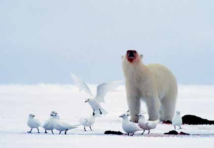 Miljøforhold og påvirkninger for rødlistearter Svalbard også fra gjess som har økt sterkt i antall de siste årtiene.