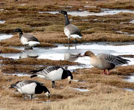 Svalbard Miljøforhold og påvirkninger for rødlistearter Ringgåsa (Branta bernicla) på Svalbard er rødlistet som nær truet (NT), mens det finnes gode og økende bestander av både hvitkinngås (Branta