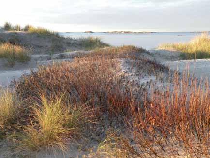 Kyst og fjæresone Miljøforhold og påvirkninger for rødlistearter Ved Lomsesanden i Farsund finnes store områder med sanddynekompleks.