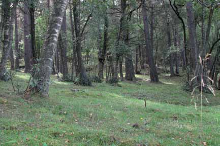 Miljøforhold og påvirkningsfaktorer for rødlistearter Jordbruksareal Glattordivel (Trypocopris vernalis) (EN) lever i kulturlandskap med trær og er avhengig av beite.