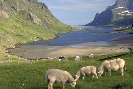 Jordbruksareal Miljøforhold og påvirkningsfaktorer for rødlistearter Sau på kystbeite i Moskenes, Nordland. Jordbrukssektoren setter inn betydelige ressurser for å styrke beitebruket i Norge.