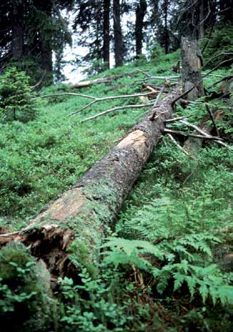 Skog Miljøforhold og påvirkninger for rødlistearter Døde trær er livsmiljø for mange rødlistearter, særlig innen gruppene sopp og insekter. Fra Oppkuven i Ringerike kommune. Foto: Ken Olaf Storaunet.