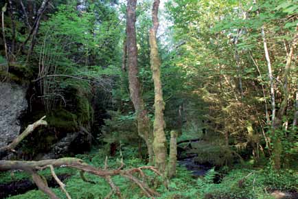 Miljøforhold og påvirkninger for rødlistearter Skog Edelløvskog er viktig habitat for mange rødlistearter. Foto: Fride Høistad. mark 15,16.