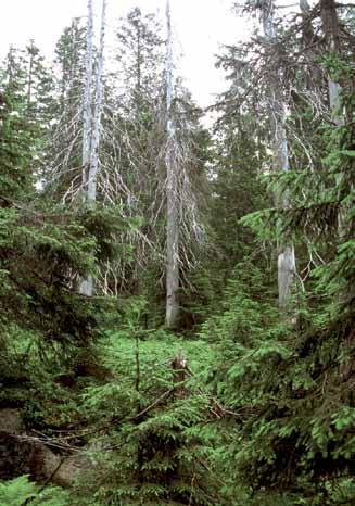 Skog Miljøforhold og påvirkninger for rødlistearter Parti fra urskog med trær i ulik alder og tilstand. Oppkuven skogreservat i Ringerike. Foto: Ken Olaf Storaunet.