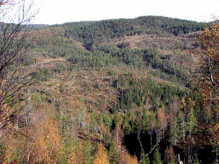 Skog Miljøforhold og påvirkninger for rødlistearter Hogstområde i barblandingskog. Foto: John Atle Kålås.