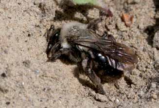 Sandområder Miljøforhold og påvirkninger for rødlistearter Seljesandbie (Andrena vaga) er en av mange ville bier som er avhengig av eksponert sand for å lage reir.
