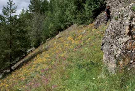 Rasmark, berg og bekkekløfter Miljøforhold og påvirkninger for rødlistearter Rasmarker med baserikt finsubstrat har artsrike samfunn av karplanter og insekter med flere rødlistearter.