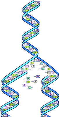 DNA Replikasjon Før en celle kan dele seg må den kopiere alt sitt DNA.