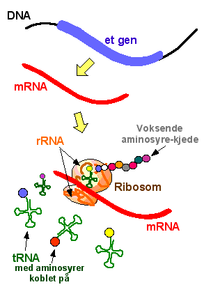 mrna budbringer-rna rrna ribosomalt-rna trna transport-rna Disse tre klassene RNA er alle involvert i dekoding av genene.